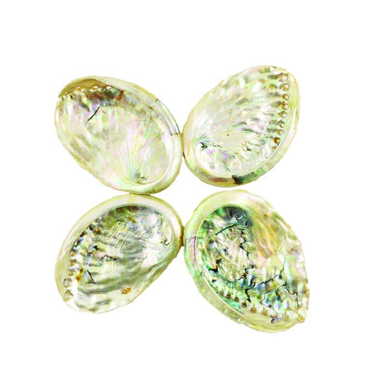 4" Threaded Abalone Shell