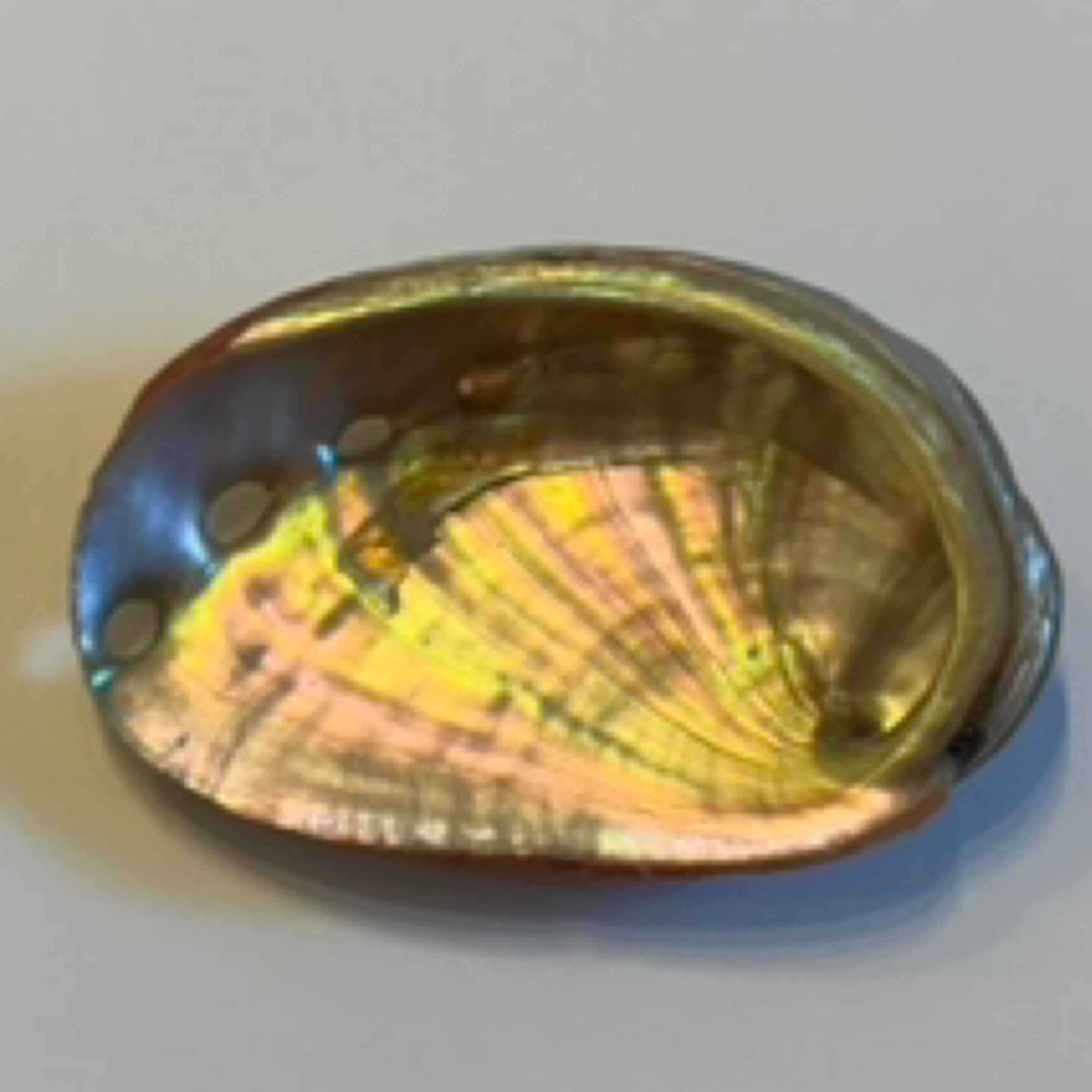 Abalone Shell